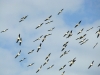 A flock of White Pelicans