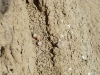 A clutch of Kestrel on a ledge of the clay cliff