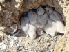 Chicks of Kestrel
