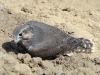 Saker chick at the nest