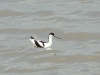 Avocet is guarding its chicks