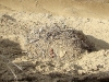 A clutch of Kestrel in an old Raven’s nest