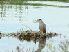 Night Heron hidden