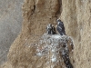 Chicks of Saker in the nest