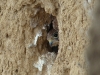 Chicks of Kestrel are looking out of the nesting hole
