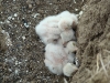 They are sleeping