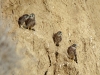 Fledglings of Kestrel