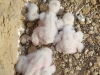 Saker chicks