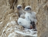 Again chicks of Saker