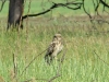 A female of Short-eared Owl