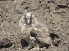A fledgling of Long-eared Owl allowed us quite close