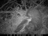 20.04.20: уночі він продовжує насиджувати кладку сам