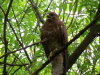 Канюк звичайний підвид vulpinus