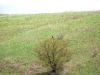 Канюк звичайний підвид vulpinus