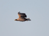 Дорослий птах