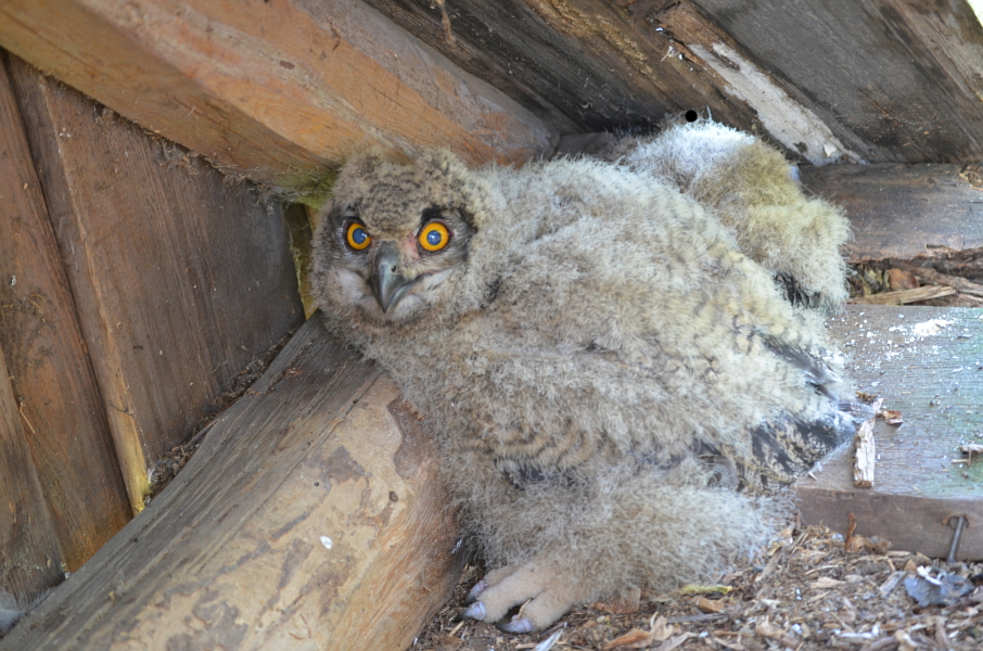 Ubprc Ukrainian Birds Of Prey Research Centre