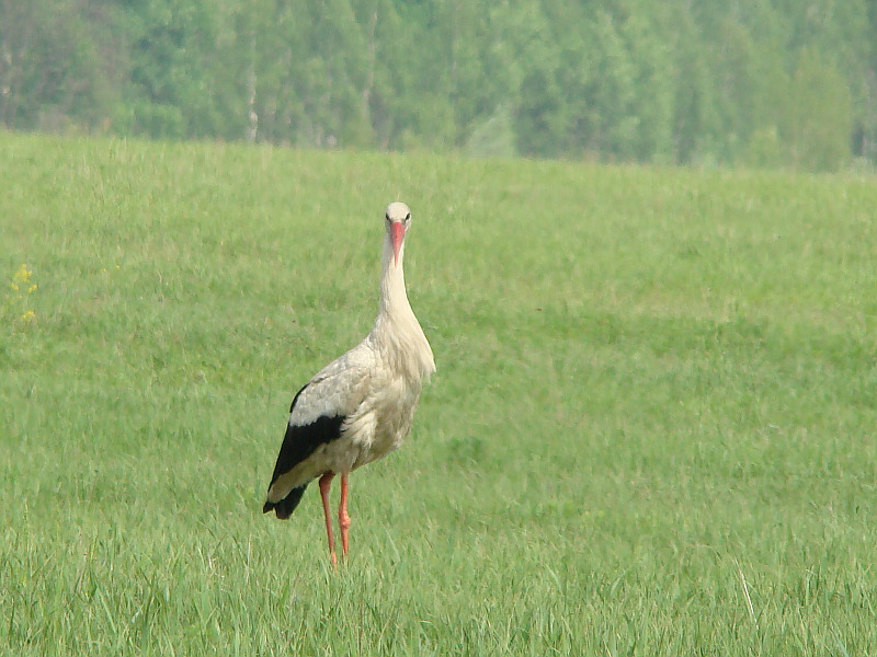 UBPRC Ukrainian Birds of Prey Research Centre ?? 2010 ?? June
