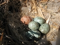 Гнездо вороны серой с яйцом пустельги обыкновенной