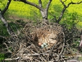 Гнездо вороны серой с яйцом пустельги обыкновенной
