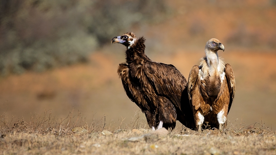 Белоголовый сип в Крыму: фоторепортаж – Український центр досліджень ...