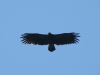 Большой подорлик (уже позже мы заметили, что птица имеет кольца)