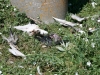 В питании этой пары балобанов отмечены: черноголовые чайки, галки и  малая белая цапля