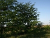 Гнездо балобана на дереве (справа) и сороки