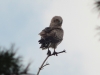 Июль 2013 (Киевская обл.): вершина высокой сухой сосны в 90 метрах от гнезда - присада самца на гнездовом участке