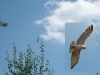 Август 2013 (Киевская обл.): после отдыха на присаде змееяд кружит над гнездовым участком перед отлетом на охоту (фото Письменного А.)