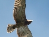 Сентябрь 2013 (Киевская обл.): молодой змееяд в ювенильном наряде оттачивает свое летное мастерство над гнездовым участком; край маховых повторяет линию изгиба крыльев, поэтому они выглядят более узкими по сравнению со взрослыми птицами