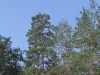 Август 2007 (Киевская обл.): старая сосна на пригорке среди леса - любимая присада пары змееядов на гнездовом участке
