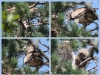 Июль 2011 (Киевская обл.): самец передает птенцу отловленную ящерицу
