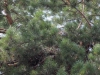 Август 2009 (Киевская обл.): слеток змееяда притаился в ветвях рядом с гнездом; хвоя покрыта характерными комочками белого пуха