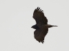 Старая самка змееяда в полете