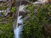 Линное рулевое перо найдено под присадой, высокой сосной в 200 м в прямой видимости от гнезда. Фото А.Скитер, 06.07.14