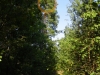 ''Ведьмина метла'' с гнездом змееяда расположена над лесной дорогой. В один из визитов Артем Скитер обнаружил живую обыкновенную гадюку на этой дороге в 100 м от гнездового дерева. Фото А.Скитер, 02.08.14