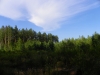 Вид на гнездовое дерево с земли из-под сосен-присад взрослых змееядов. Фото А.Скитер, 02.08.14