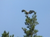 Змееяд усаживается на вершину сосны неподалеку от гнездового дерева. Фото К.Письменный, 09.09.14