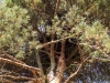 Гнездо имеет очень прочное основание благодаря плотному сплетению сосновых веток. Фото В.Мороз, 09.09.14