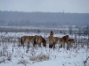 Лошади Пржевальского уже 10 лет благополучно обитают на территории зоны