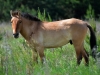 Жеребец лошади Пржевальского