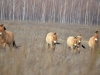 Лошади Пржевальского - неизменный символ зоны отчуждения ЧАЭС