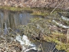 Плотина бобров на канале