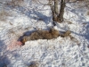 Найденный мертвый волк; причины смерти волка пока остались не выясненными