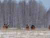 Часто встречаемые животные в зоне отчуждения – лошади Пржевальского
