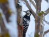 Не часто встретишь в здешних лесах белоспинного дятла