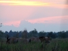 Лошади Пржевальского кормятся на фоне заката