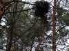 Гнездо обыкновенного канюка на краю сухих веток