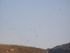 Тысячи мигрирующих птиц над яйлой (городские ласточки)
