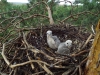 В гнезде у чеглоков лишь 2 птенца